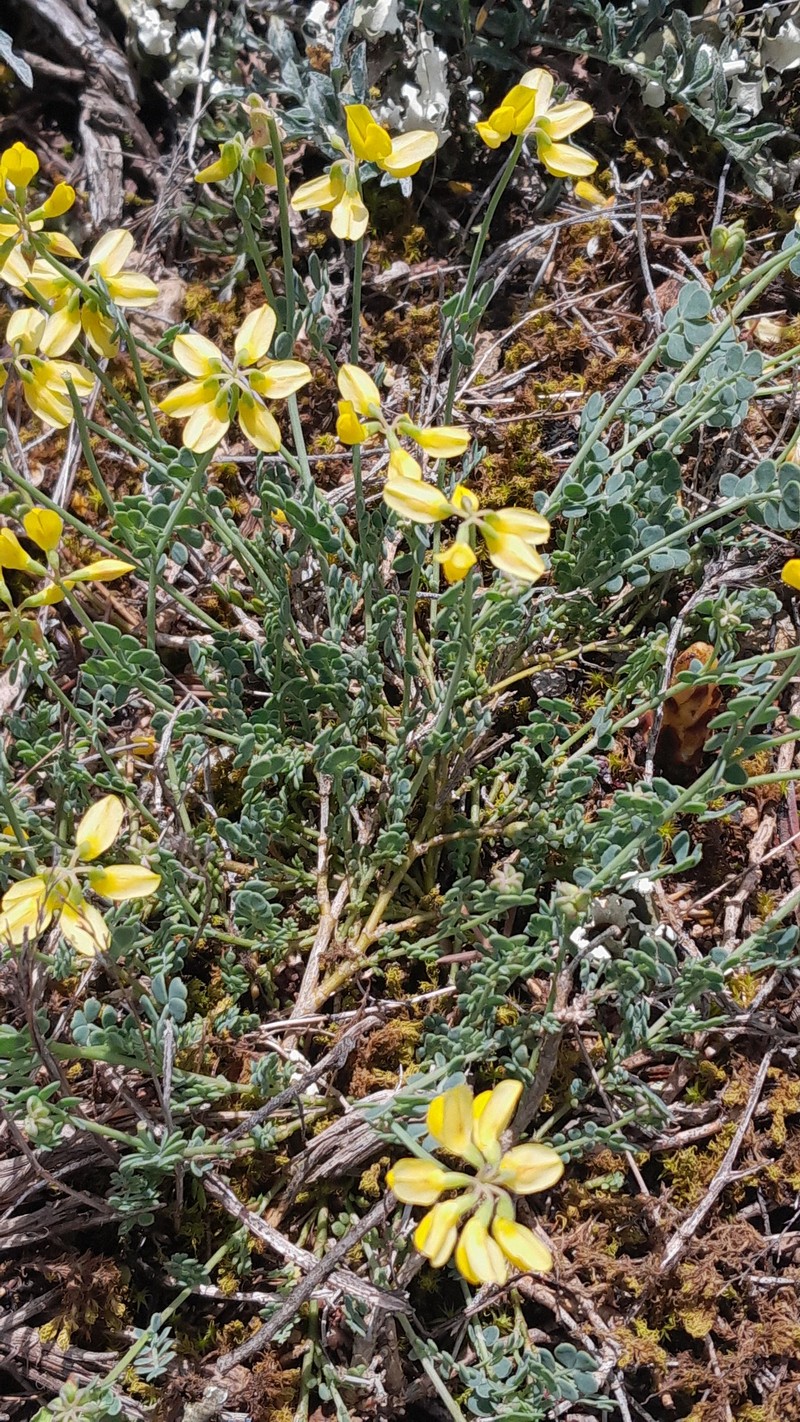 Coronilla minima subsp. minima photo 2