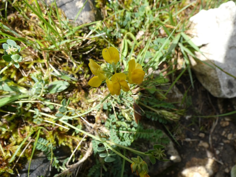 Coronilla minima subsp. minima photo 3
