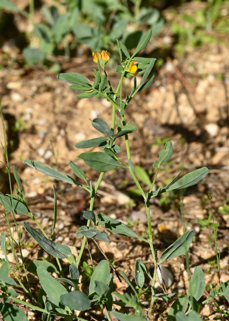 Coronilla repanda