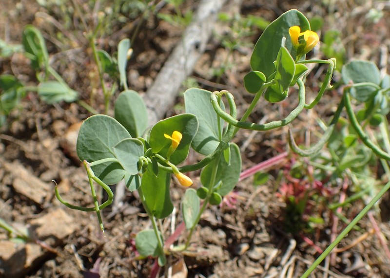Yellow Crownvetch photo 2