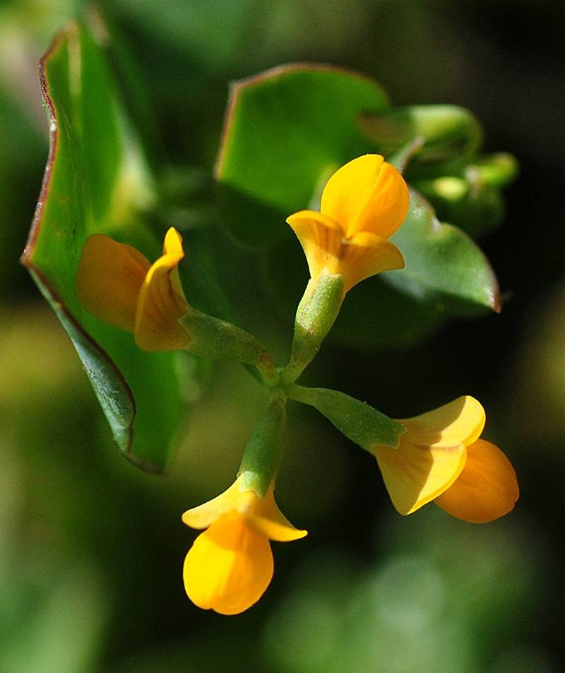 Yellow Crownvetch photo 3