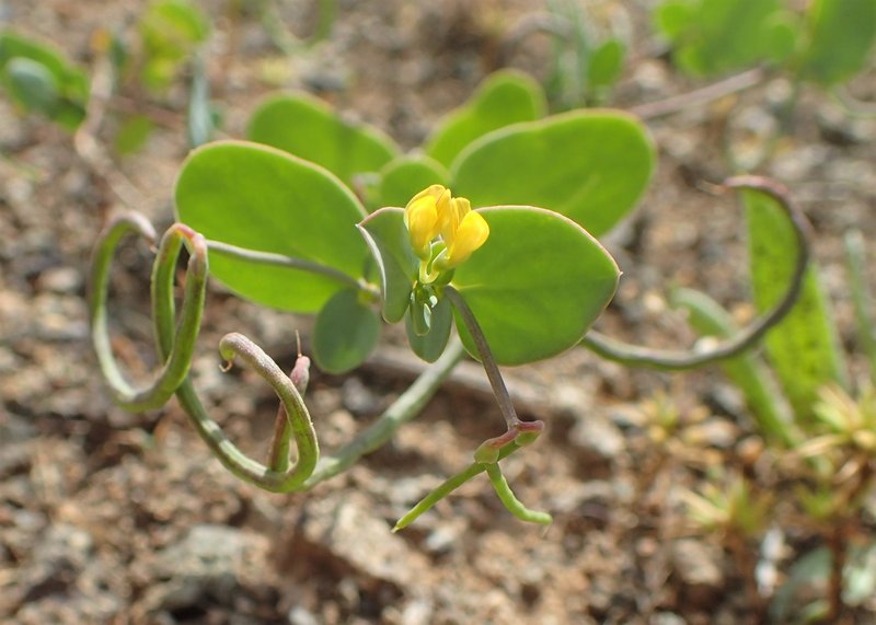 Yellow Crownvetch photo 5