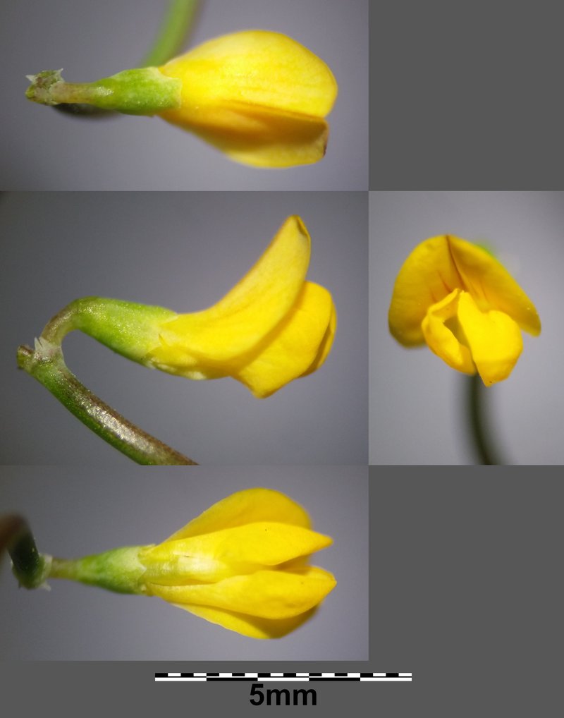 Yellow Crownvetch photo 7