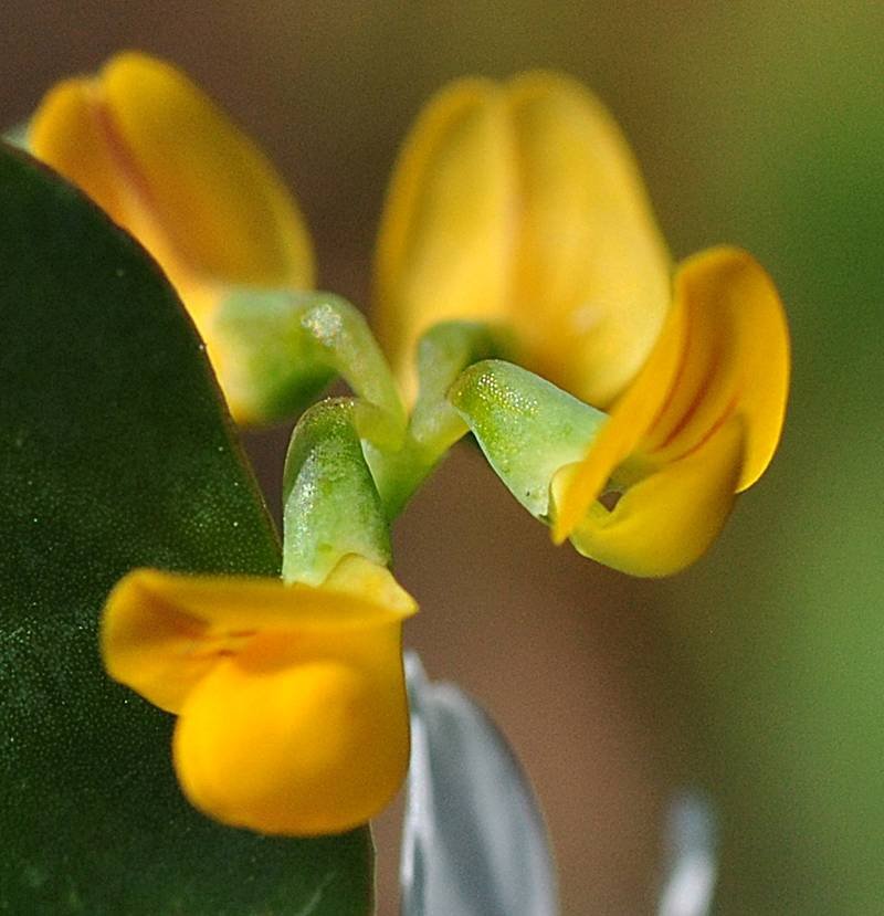 Yellow Crownvetch photo 8