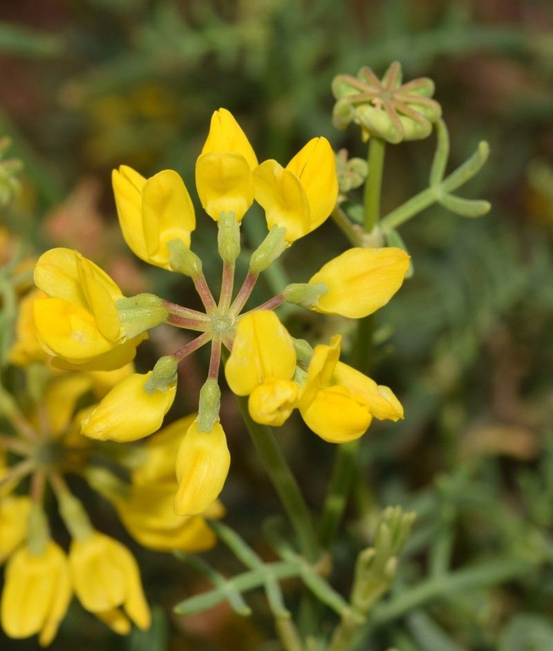 Coronilla talaverae