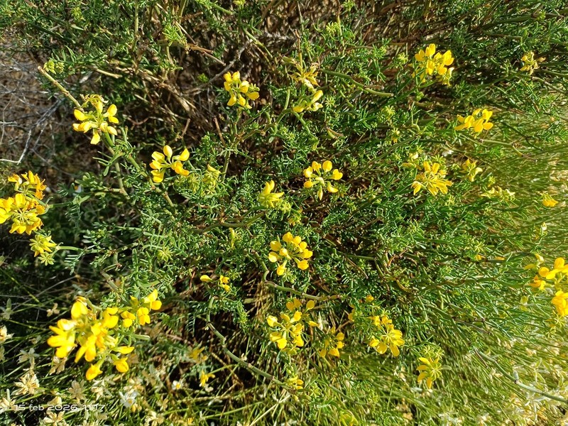 Coronilla talaverae photo 2