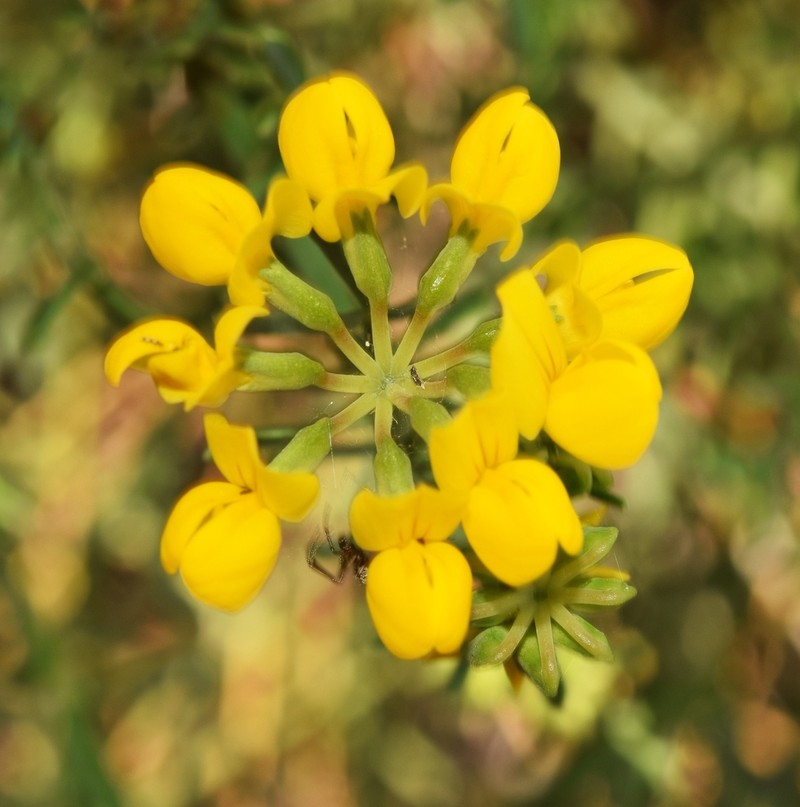 Coronilla talaverae photo 3