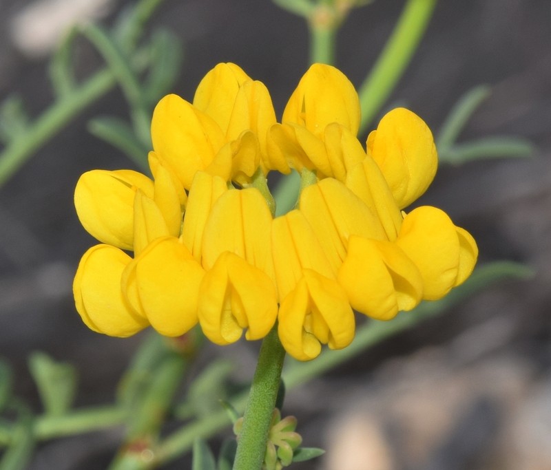 Coronilla talaverae photo 4