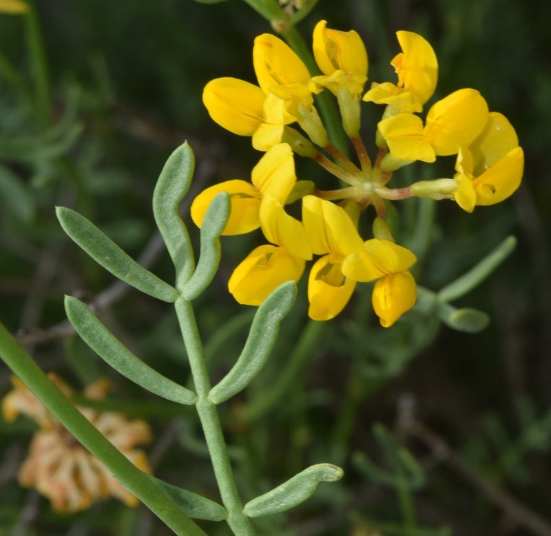 Coronilla talaverae photo 5