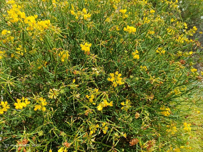 Coronilla talaverae photo 6