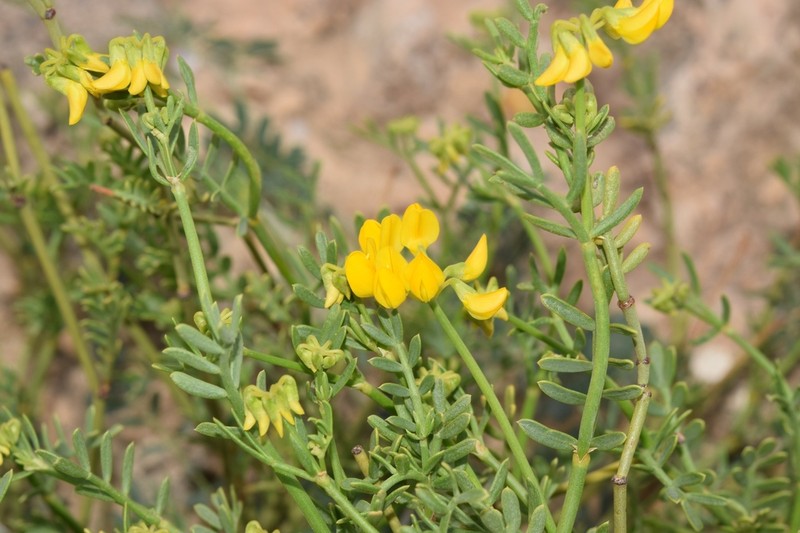Coronilla talaverae photo 7