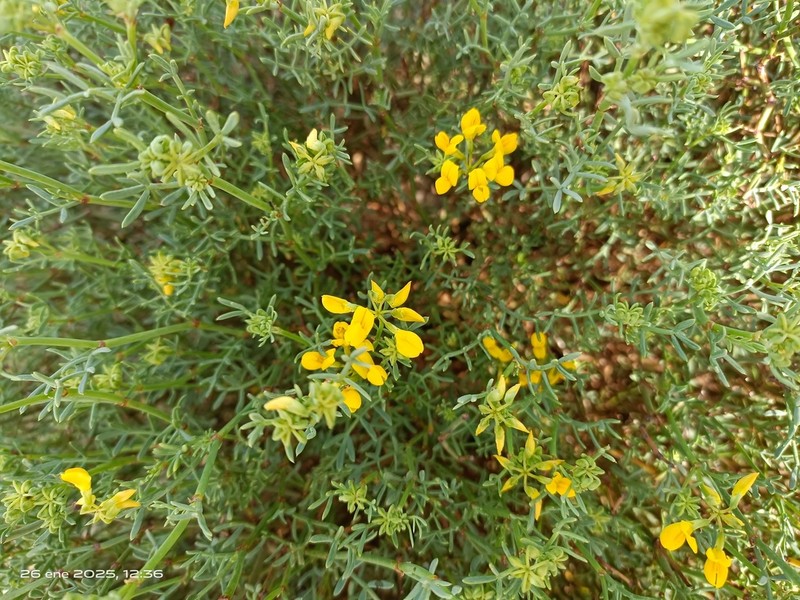 Coronilla talaverae photo 8