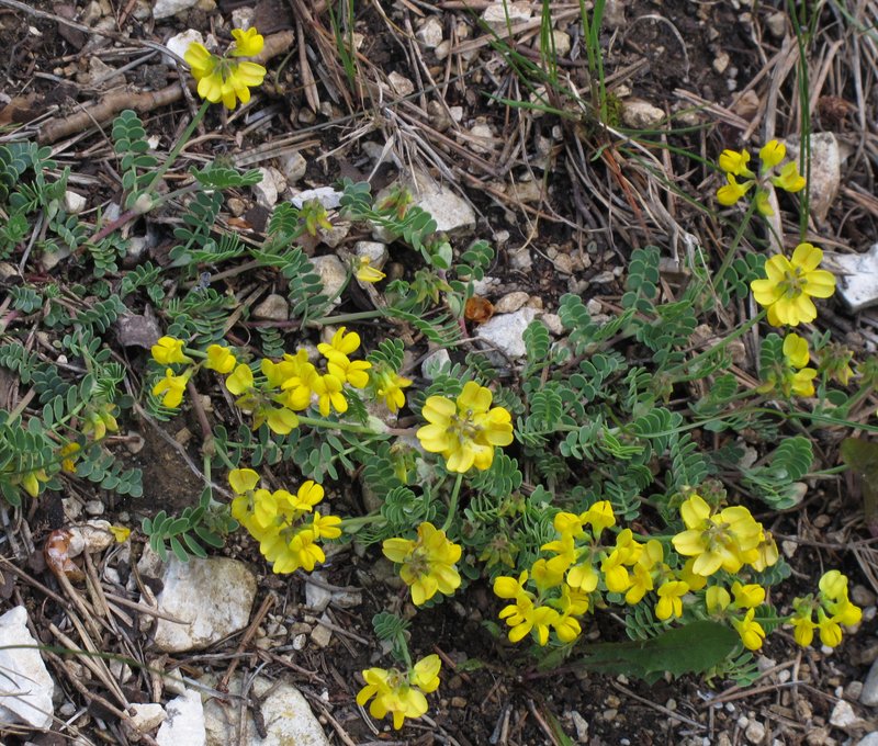 Coronilla vaginalis