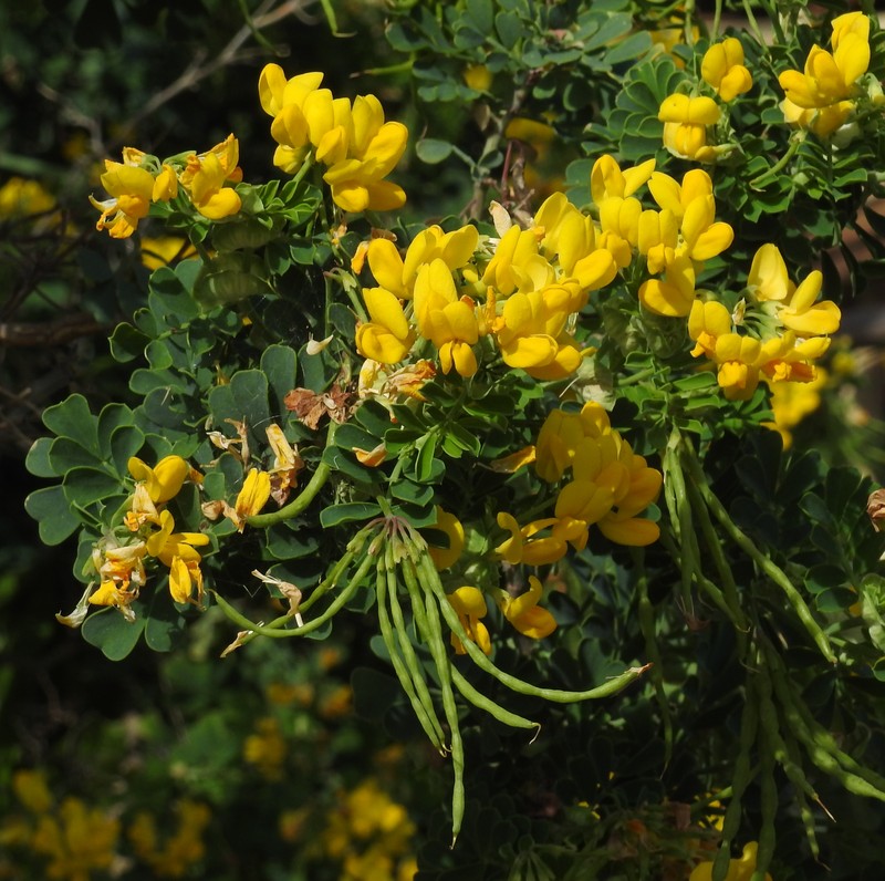 Mediterranean Crownvetch photo 2