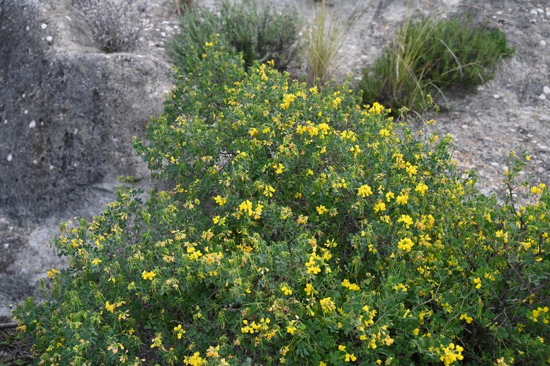 Mediterranean Crownvetch photo 3