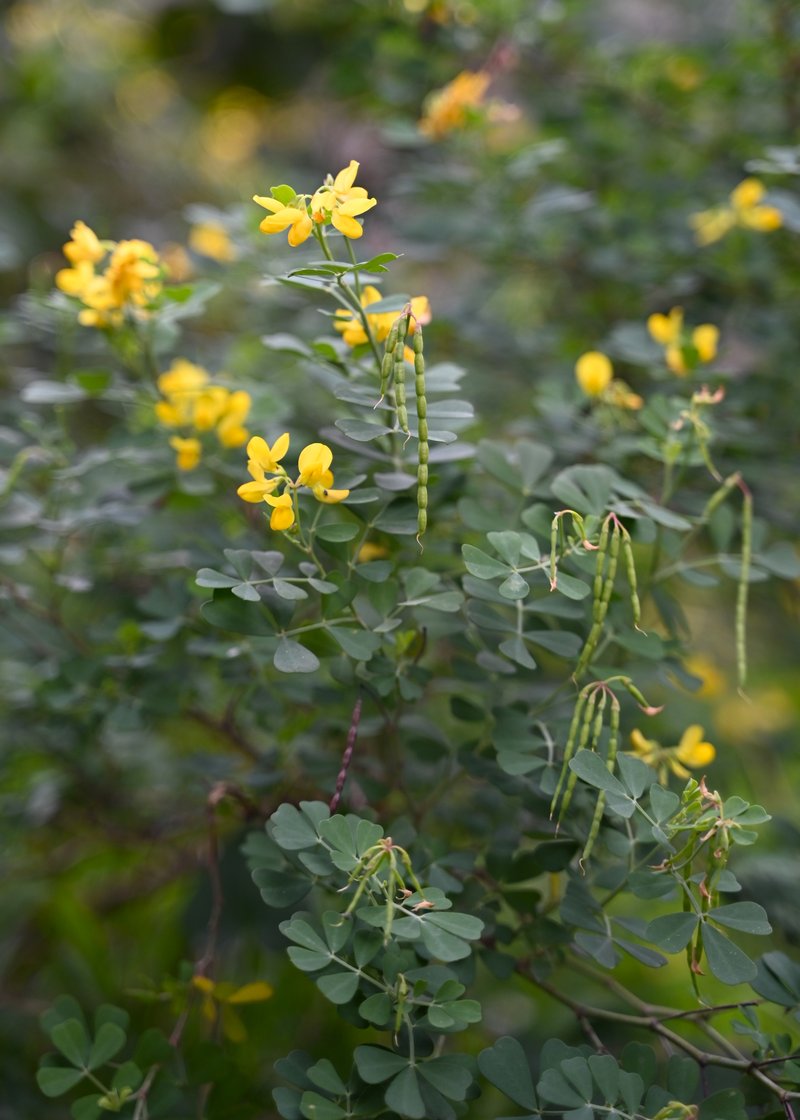 Mediterranean Crownvetch photo 4