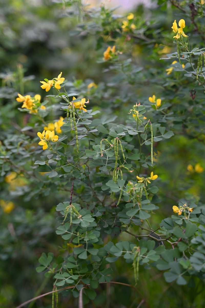 Mediterranean Crownvetch photo 5