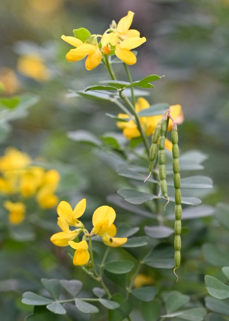 Mediterranean Crownvetch photo 7