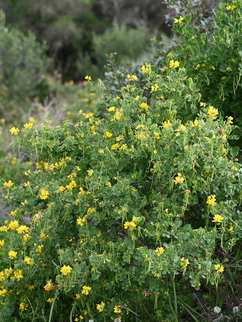 Mediterranean Crownvetch photo 8