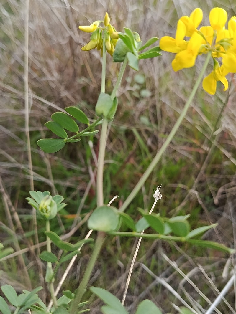 Coronilla valentina subsp. valentina
