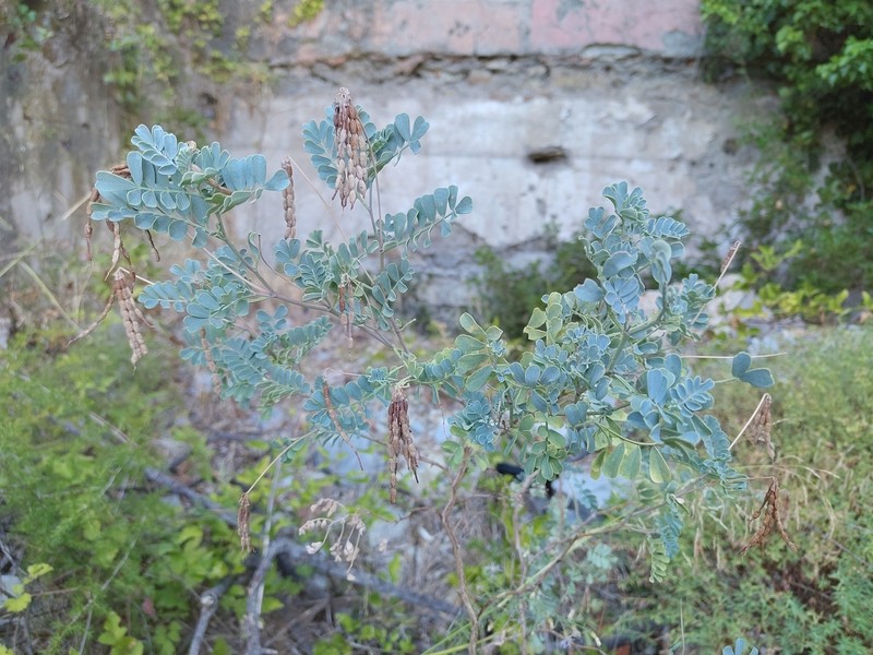 Coronilla valentina subsp. valentina photo 2