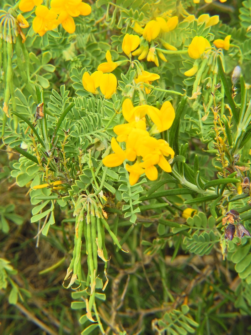 Coronilla valentina subsp. valentina photo 4
