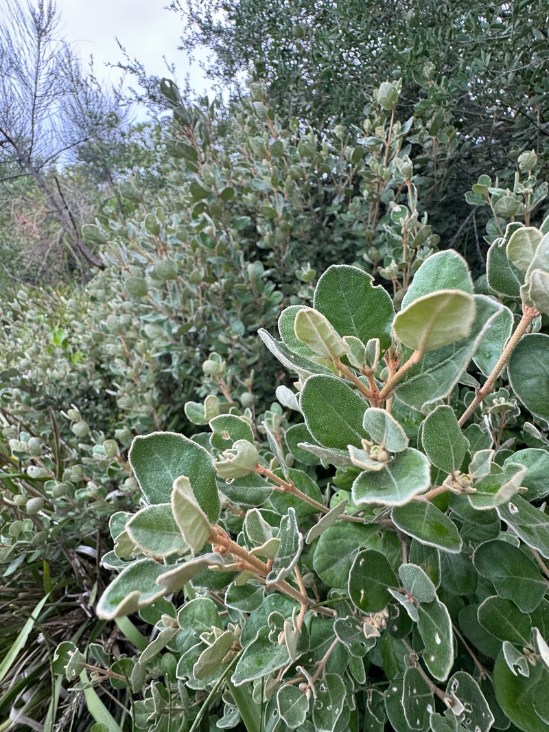 Correa alba var. alba