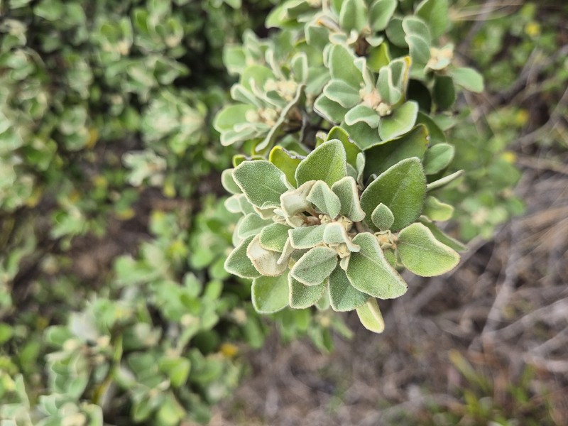Correa alba var. alba photo 3