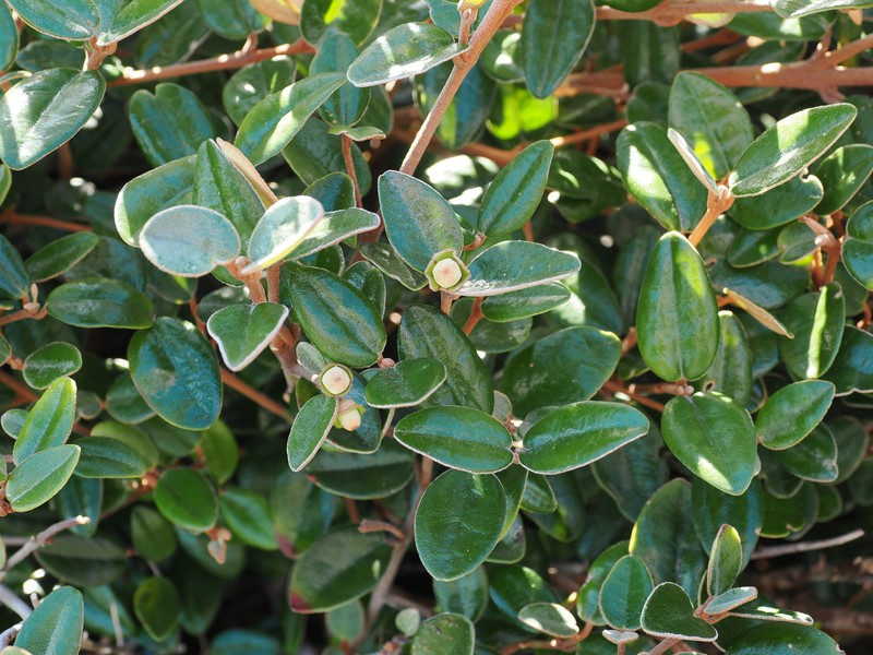 Correa backhouseana var. backhouseana