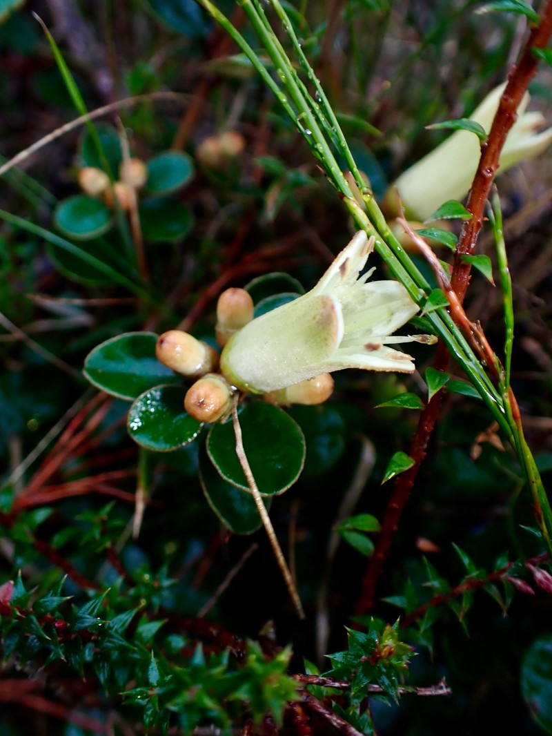 Correa backhouseana var. backhouseana photo 2