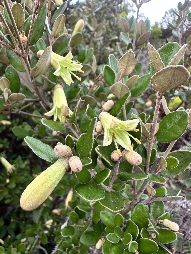 Correa backhouseana var. backhouseana photo 3