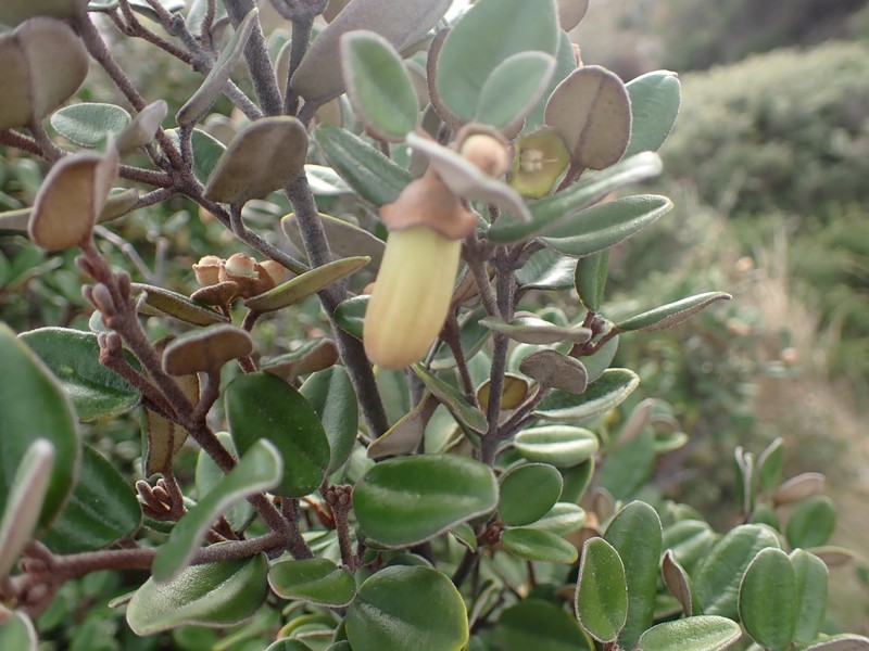 Correa backhouseana var. backhouseana photo 4