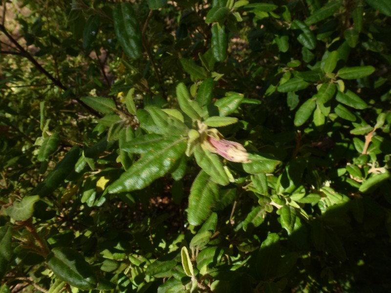 Correa calycina var. calycina photo 2