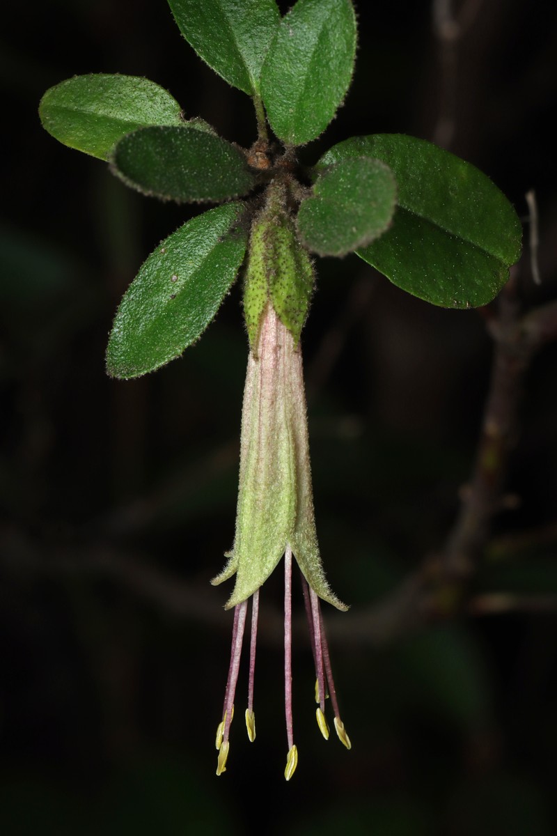 Correa calycina var. calycina photo 3