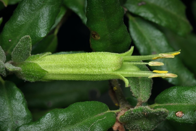 Correa calycina var. calycina photo 4