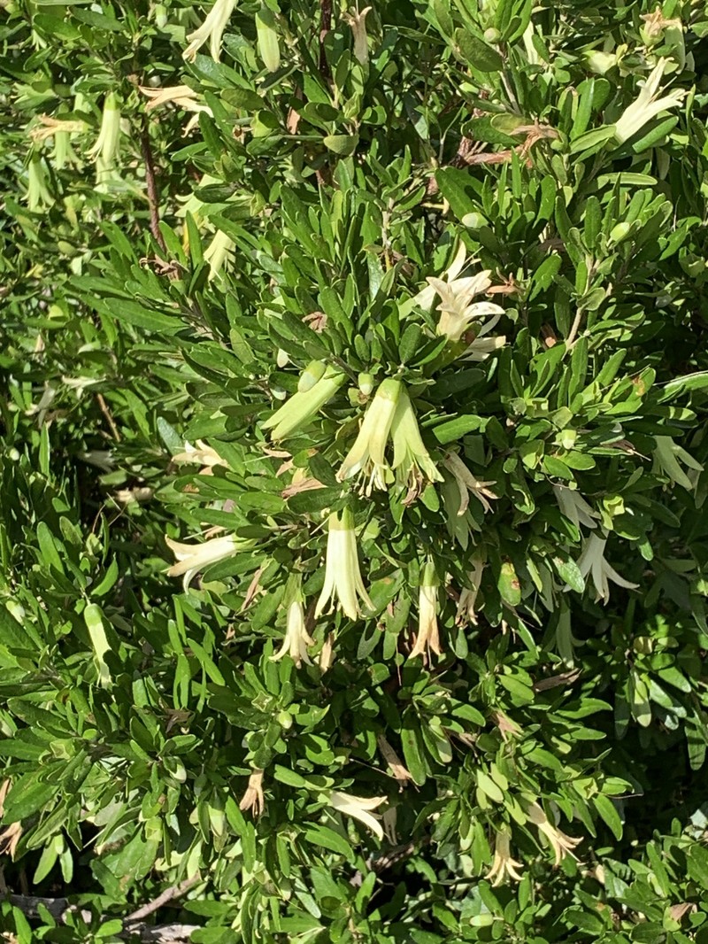 Correa glabra var. glabra