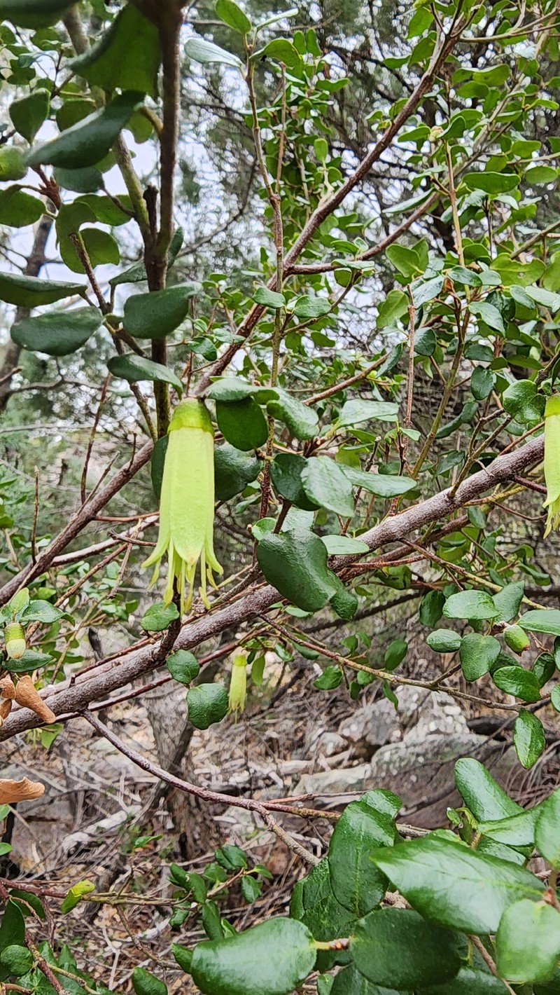 Correa glabra var. glabra photo 2