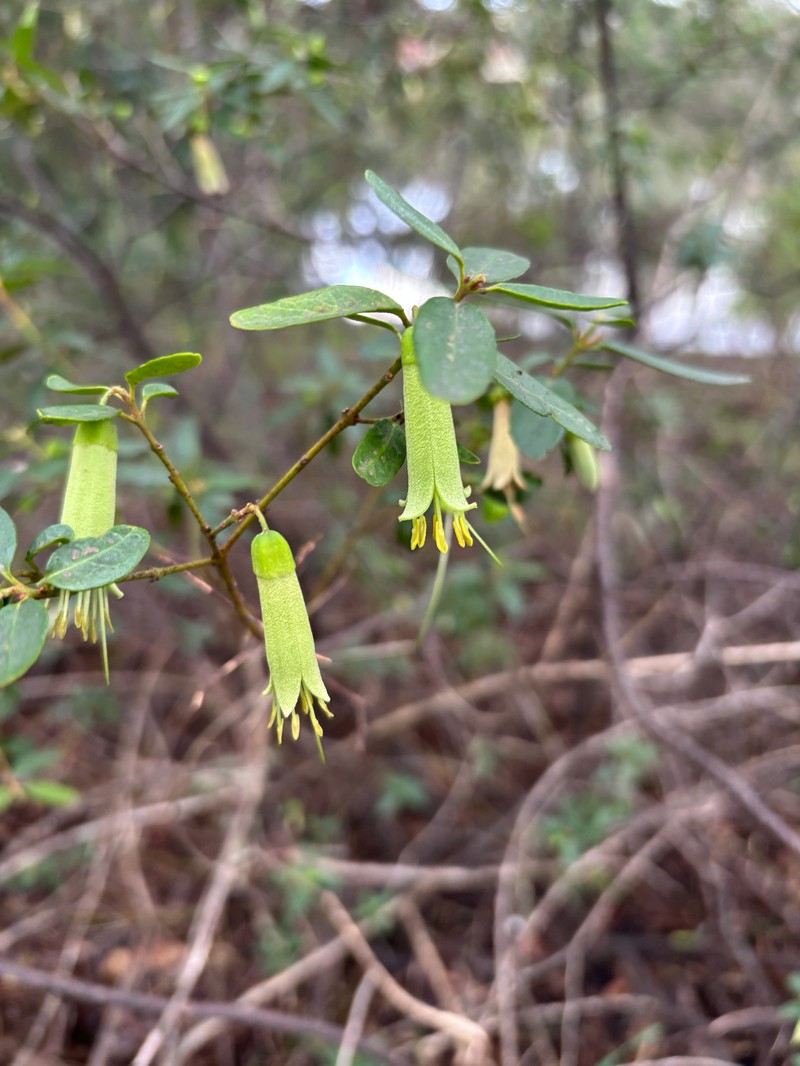Correa glabra var. glabra photo 3
