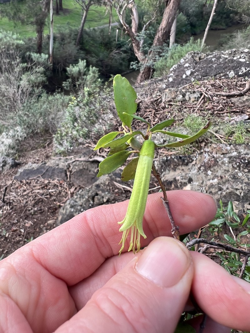 Correa glabra var. glabra photo 4