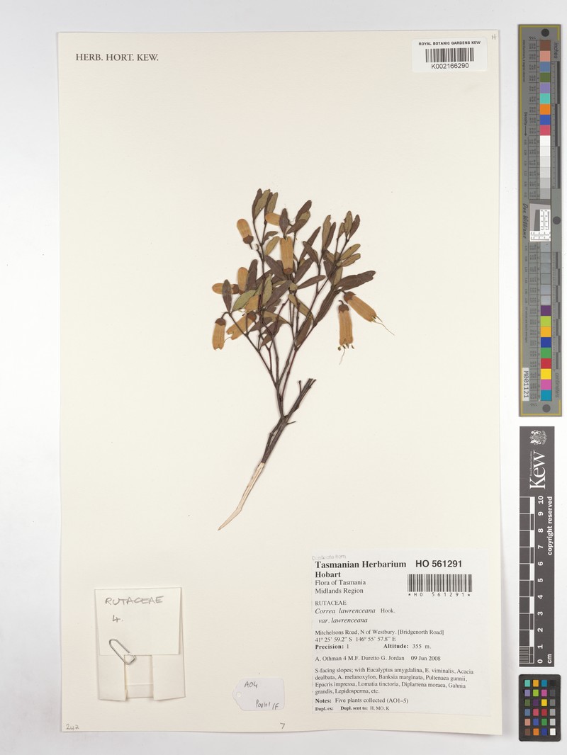 Correa lawrenciana var. lawrenciana
