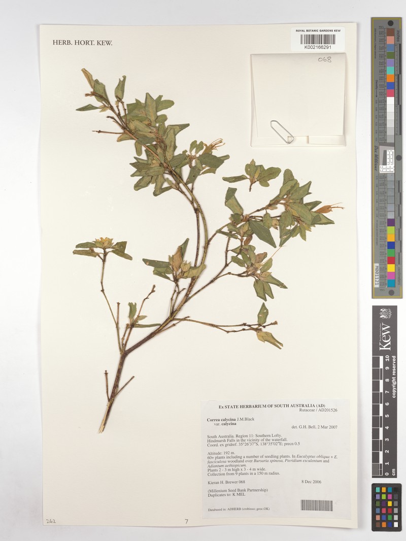 Correa lawrenciana var. lawrenciana photo 2