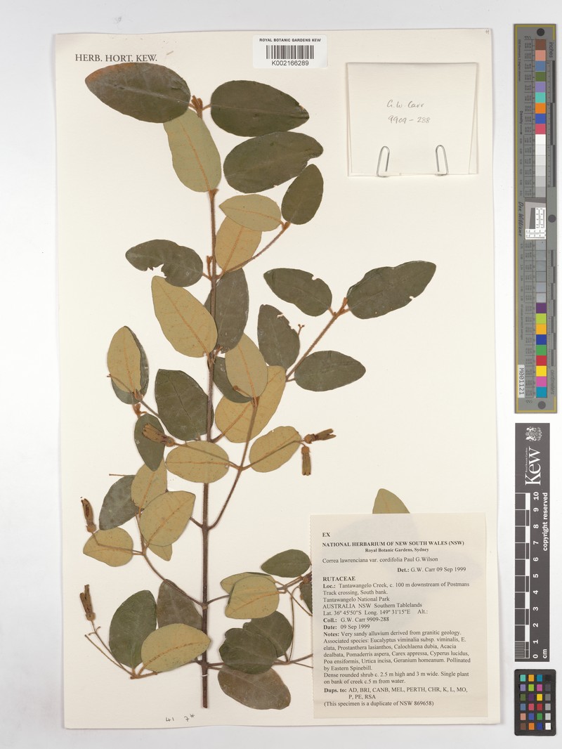 Correa lawrenciana var. lawrenciana photo 3