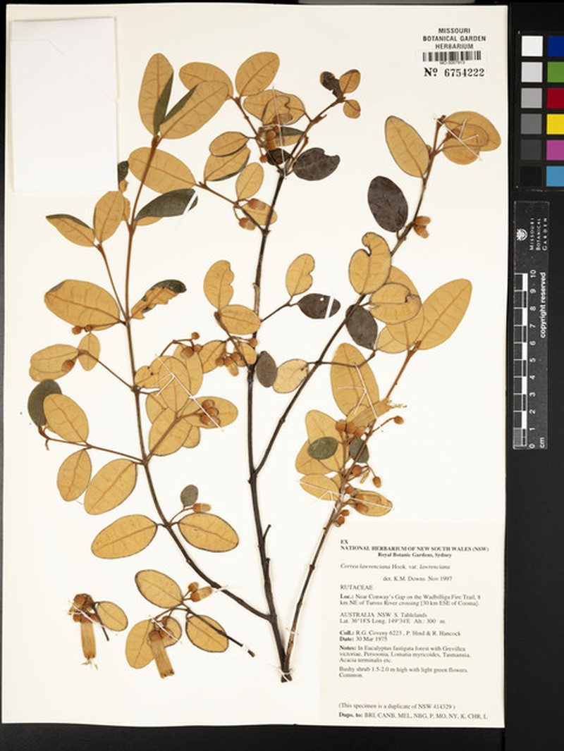 Correa lawrenciana var. lawrenciana photo 4