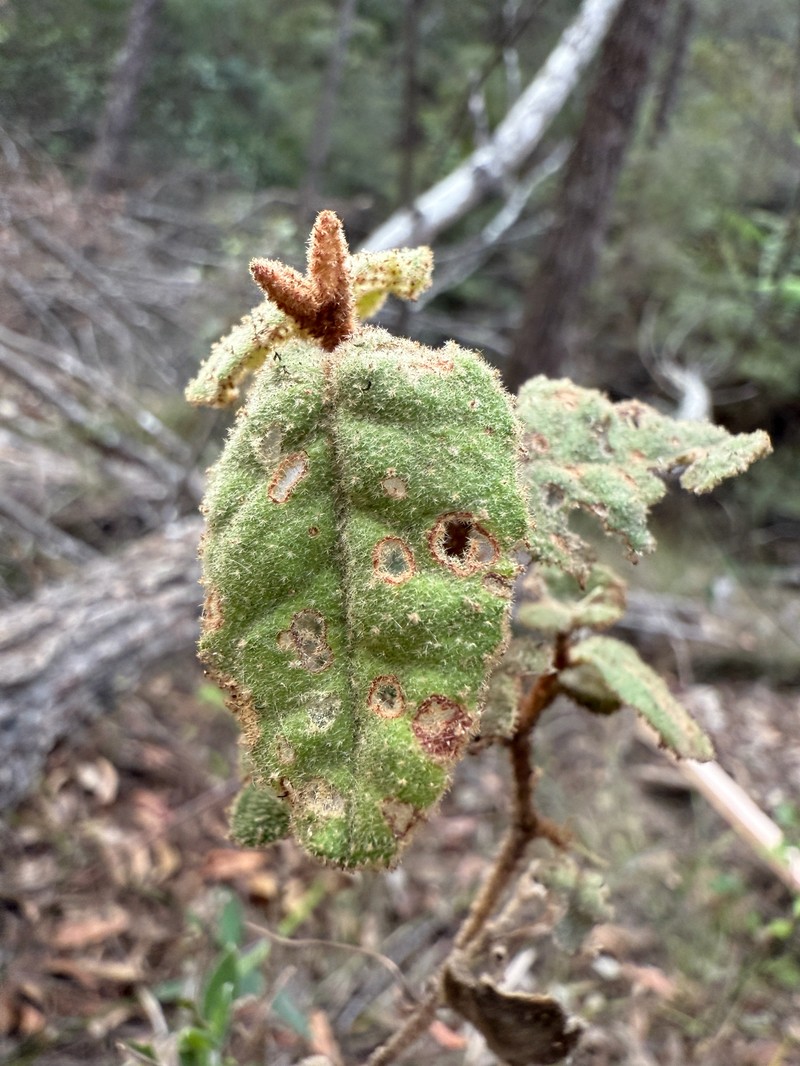 Correa reflexa var. reflexa