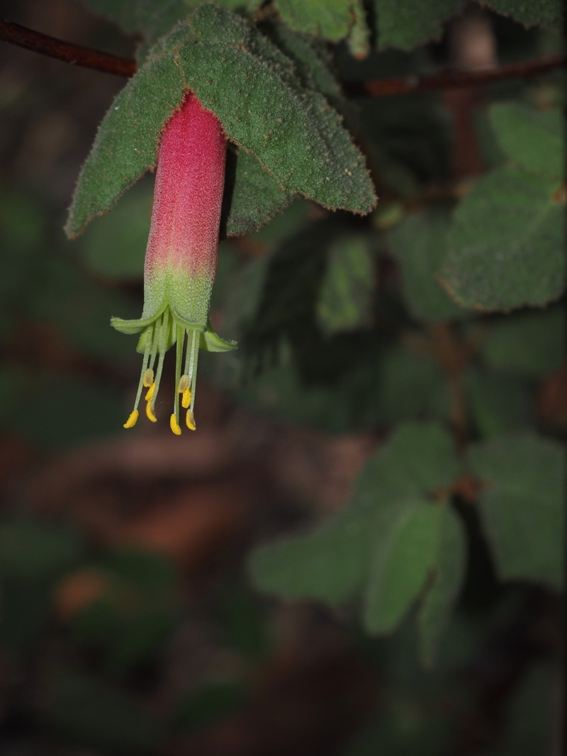 Correa reflexa var. reflexa photo 2