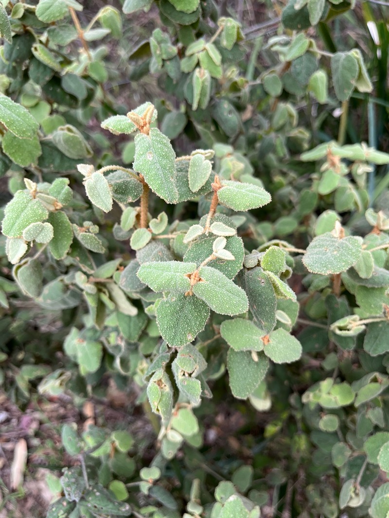 Correa reflexa var. reflexa photo 3