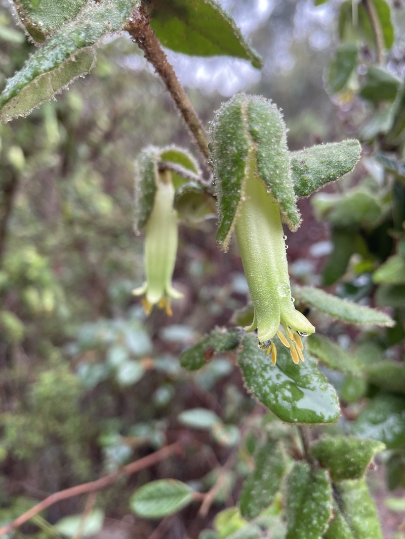 Correa reflexa var. reflexa photo 4