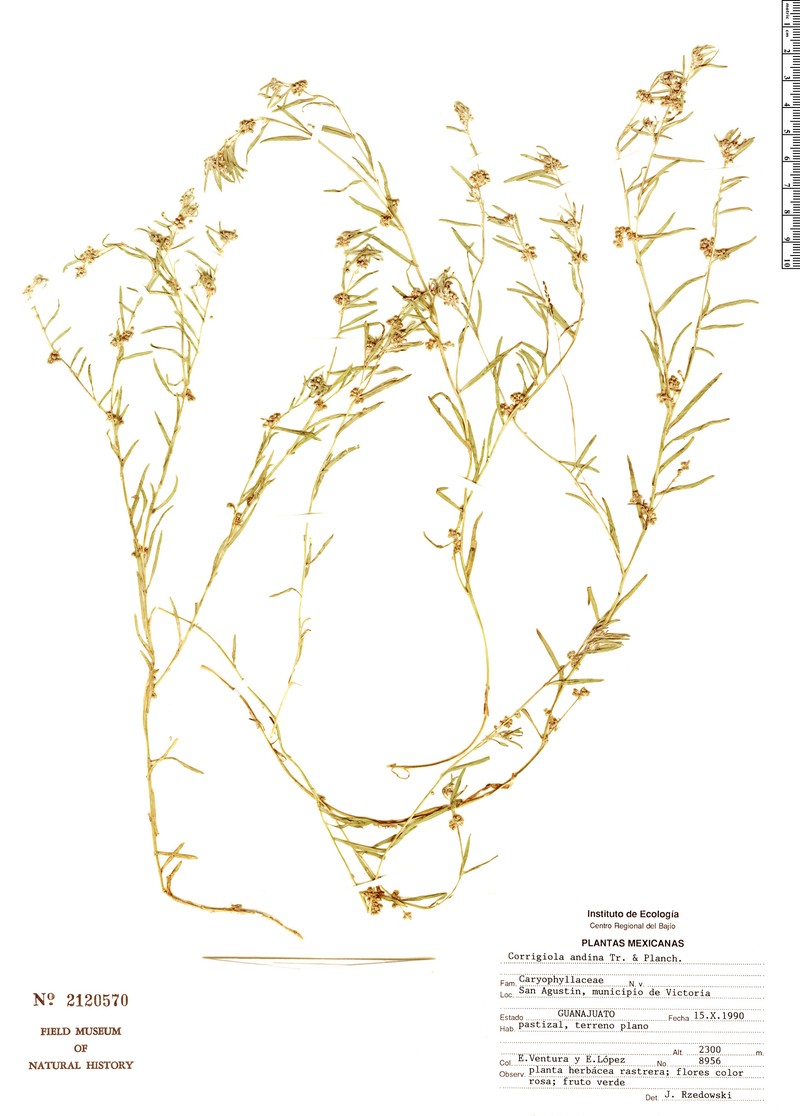 Corrigiola andina