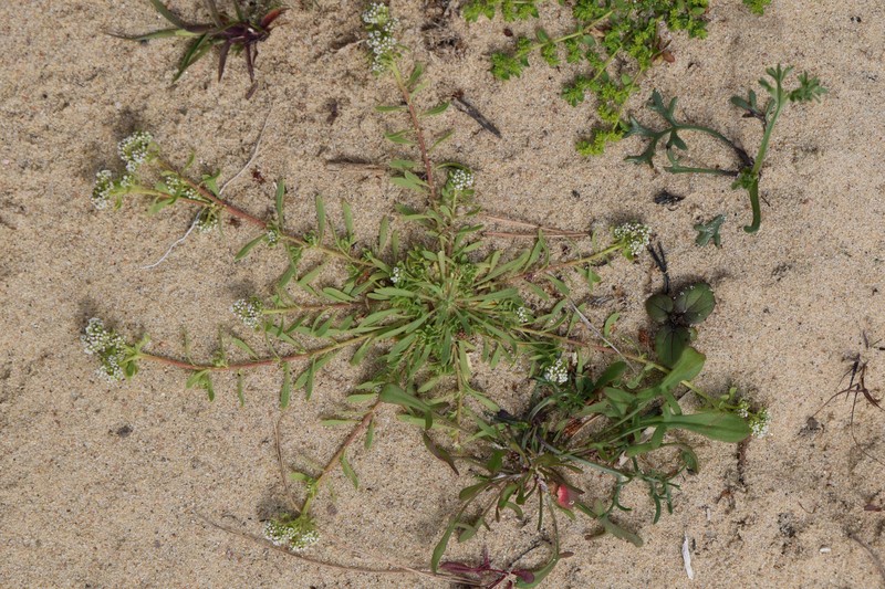 Strapwort photo 5