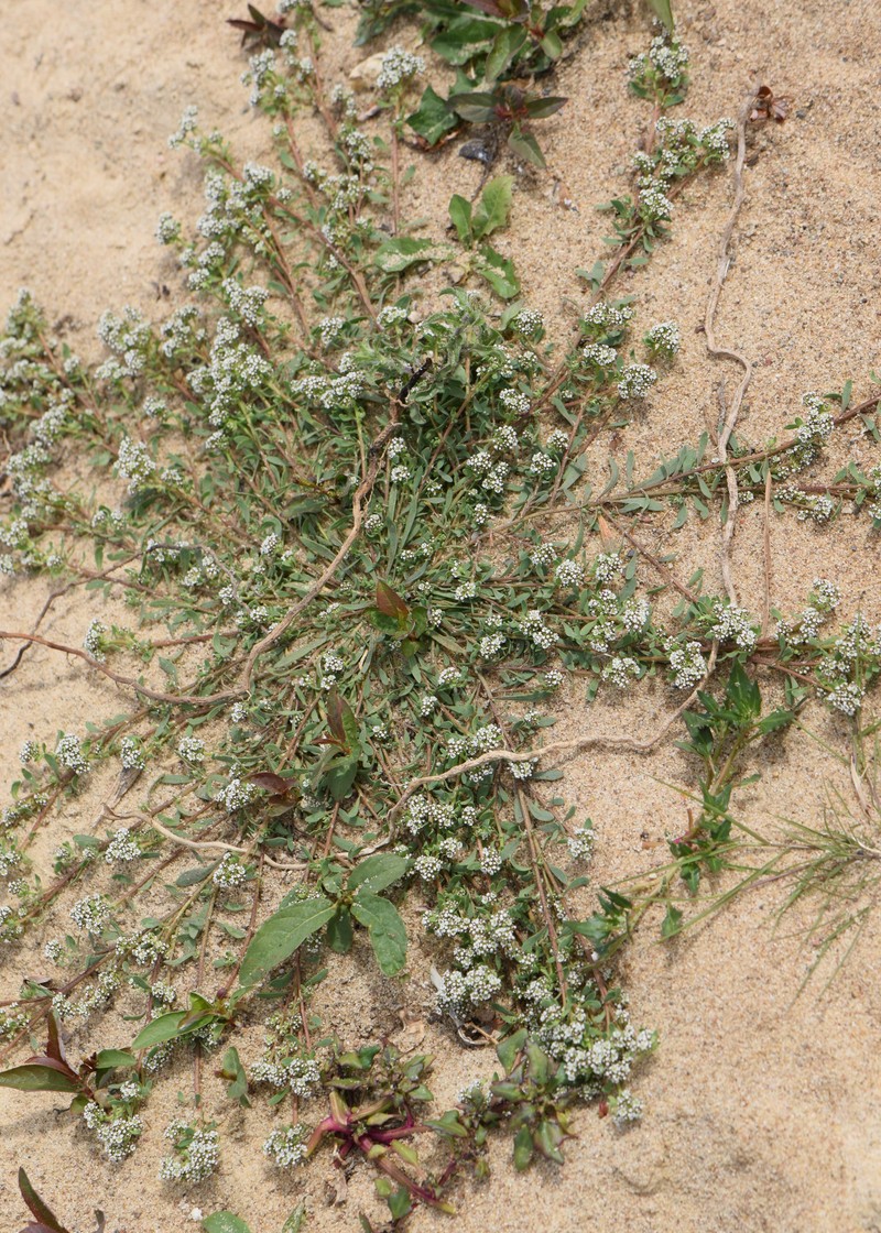 Strapwort photo 2